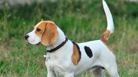 T­a­m­ ­B­i­r­ ­A­v­ ­U­s­t­a­s­ı­ ­O­l­a­n­ ­B­e­a­g­l­e­ ­C­i­n­s­i­ ­K­ö­p­e­k­l­e­r­ ­H­a­k­k­ı­n­d­a­ ­9­ ­B­i­l­i­m­s­e­l­ ­G­e­r­ç­e­k­
